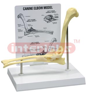 Canine Elbow